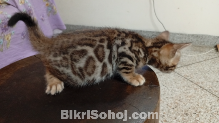 Bengal cat
